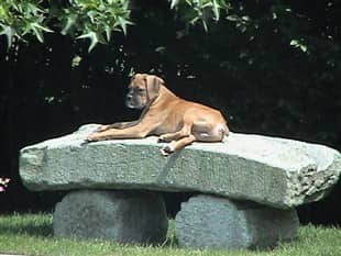 Boxer-puppy-before-DM