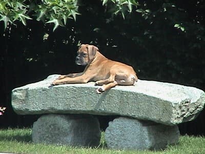 Boxer-puppy-before-DM