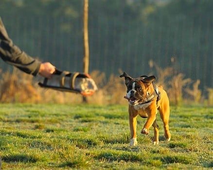 Boxer-running-to-bite-trainer