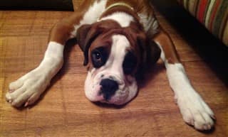 Boxer young adult dog named Bruce