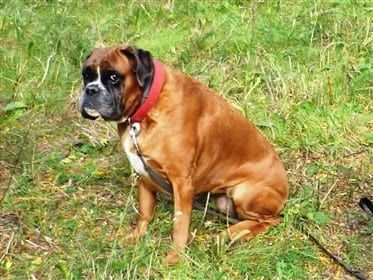 Female-boxer-dog-sitting-on-grass