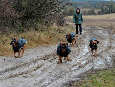 IPO-Boxer-dogs-running