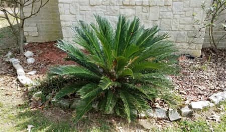 Sago-palm-in-yard