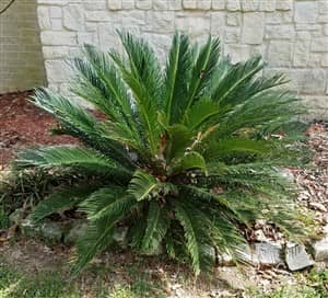 Sago-palm-in-yard