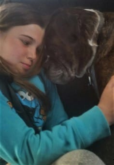Senior Boxer dog pictured with young girl