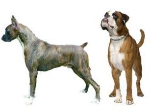 Boxer docked tail vs natural tail