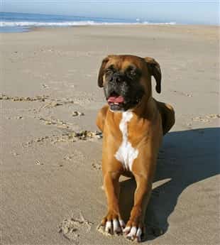 adult-boxer-dog-before-DM