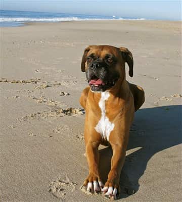 adult-boxer-dog-before-DM