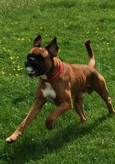 adult Boxer dog with long natural tail