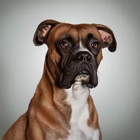 Handsome Boxer dog