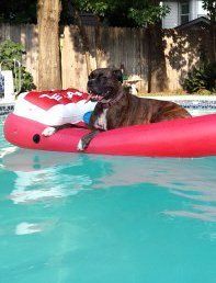 Boxer dog in swimming pool