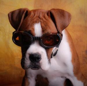 cute Boxer puppy