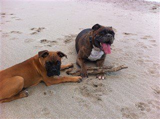boxer dogs in Gibraltar