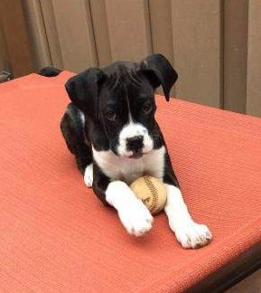 Boxer puppy 5 months old reverse brindle