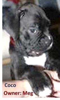 Boxer dog that looks black