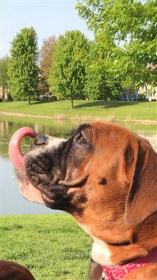 5 month old Boxer puppy tongue