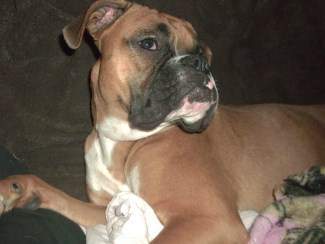 1 year old Boxer dog