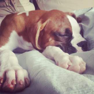 4 month old Boxer puppy