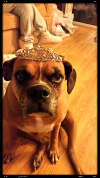 10 year old Boxer dog