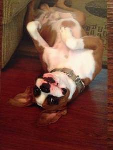 Boxer dog funny face