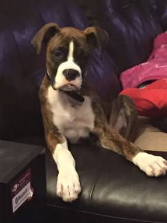 4 month old Boxer dog