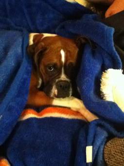 4 year old Boxer dog