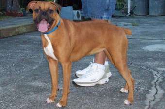 7 year old Boxer dog