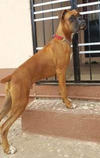 Boxer dog at 6 months old