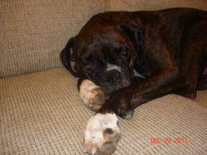 Large Boxer dog