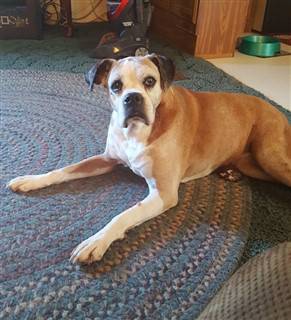 Boxer dog, 17 years old, female