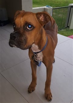 Boxer dog 6 months old