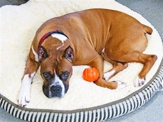 boxer-dog-adopted-from-rescue