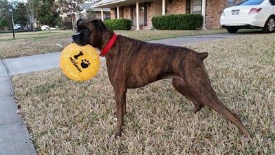 boxer-dog-adult-profile