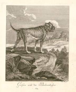 Boxer dog ancestor