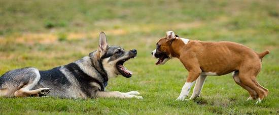 Boxer and German Shepherd together