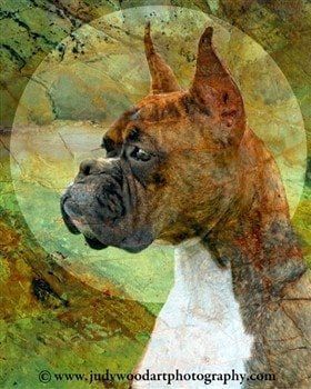 boxer-dog-art-01