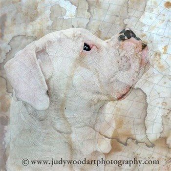 boxer-dog-art-05 