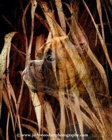 boxer-dog-art-07 
