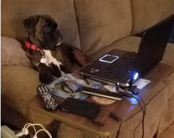 boxer-dog-at-computer-funny-pic-