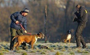 boxer-dog-barking-at-trainer