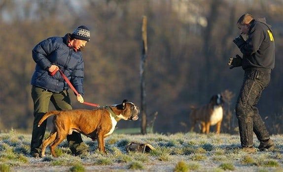 boxer-dog-barking-at-trainer