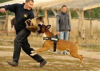boxer-dog-bite-strength