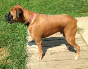 Boxer dog right before blockage