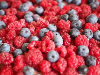 Boxer dog can eat blueberries and raspberries