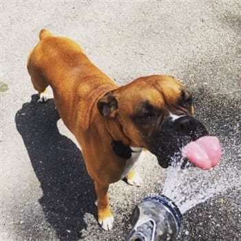 boxer-dog-drinking-water