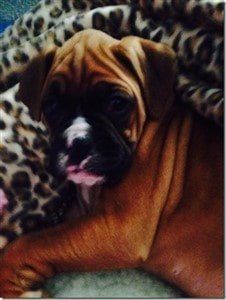boxer-dog-face-with-white-patches