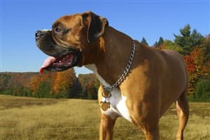 Boxer dog for feeding guidelines