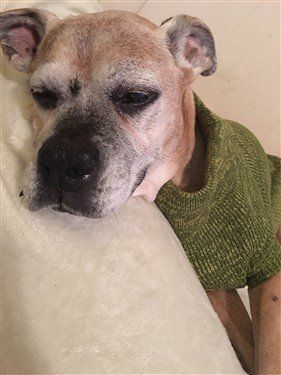 boxer-dog-graying-on-coat