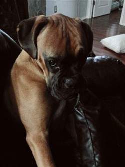 Boxer dog making owner feel guilty