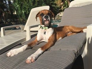 boxer-dog-had-parvo-002